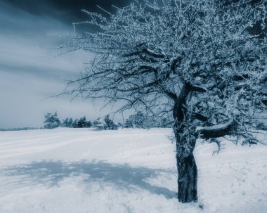 arka plan bulanık, karla kaplı ağaçlar, yatay