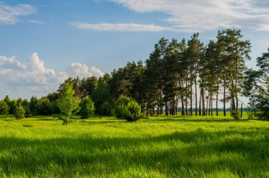 çam ağaçları ve çayır bahar peyzaj