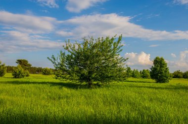 manzara genç ağaç bahar ve mavi gökyüzü