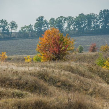 çölde sonbahar ağaçlar