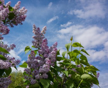 mavi gökyüzü güneşli bir arka plan üzerinde eflatun çiçekler