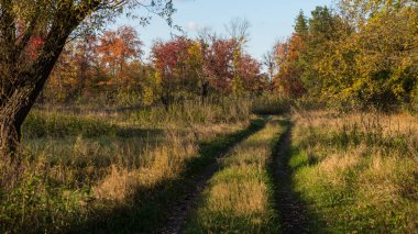 toprak yol yaprak döken orman sonbahar sezonu
