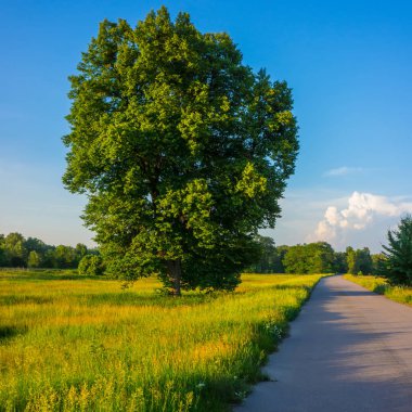 kırsal manzara ve yolun yanında bir ağaç