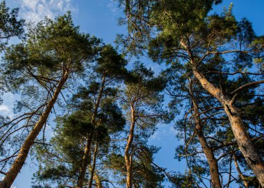 çam ağaçları orman kırsal, bahar mevsimi
