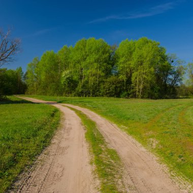 toprak yol bahar ormandaki kırsal manzara