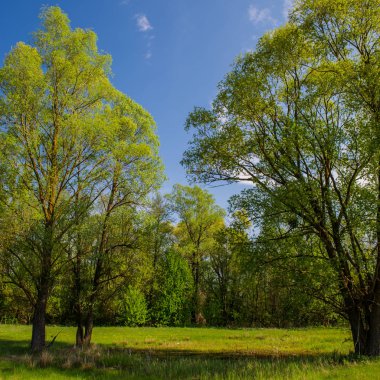 bir çayır üzerinde yeşil ağaçlar kırsal manzara