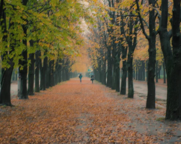 women with umbrellas in the rain go on autumn alley, blurred background