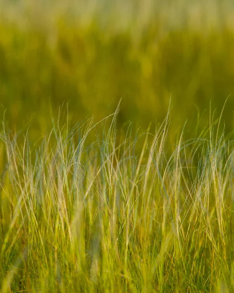Grasflecken Auf Grünem Hintergrund Frühlingszeit — Stockfoto