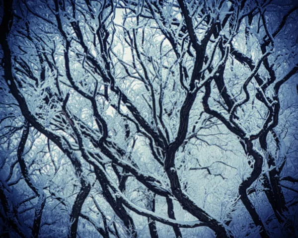 Branches Plants Snow Blurred Background — Stock Photo, Image