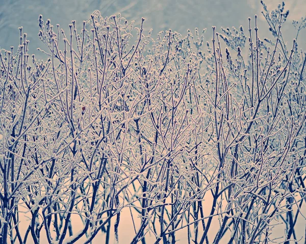 Branches Dans Neige Sur Fond Arbres Dans Parc Hiver — Photo