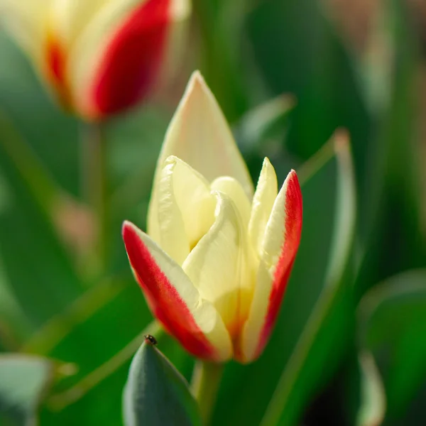 Tulipán Virág Foltos Háttér — Stock Fotó