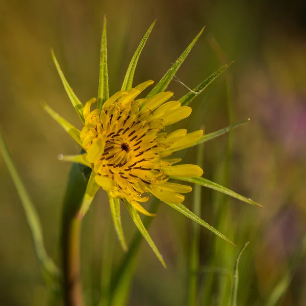 Pusztai Virág Virág Meadow Tavaszi Szezon — Stock Fotó