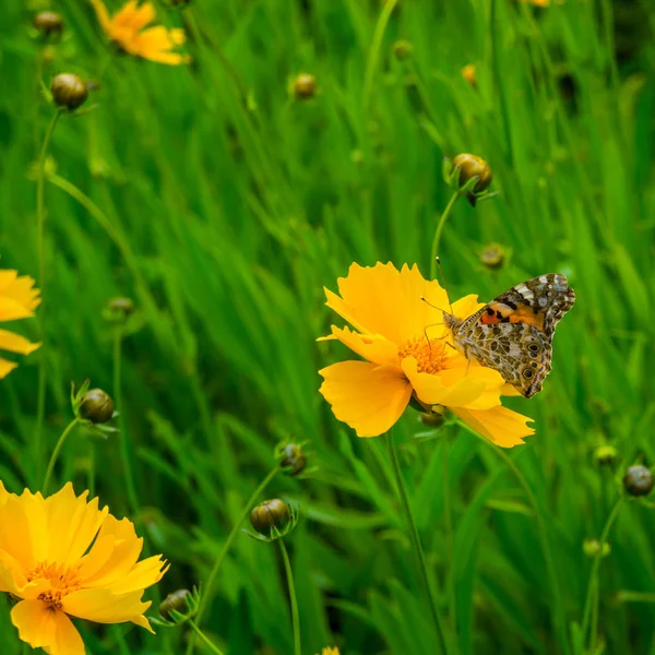 Papillon Sur Fleur Orange Sur Fond Herbe Verte — Photo