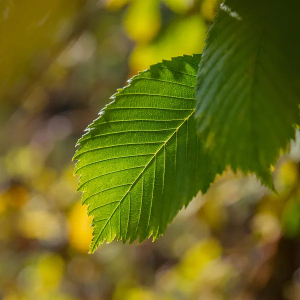 Groene Herfstbladeren Het Bos Zonnige Dag Close — Stockfoto