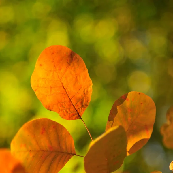 Branch Plants Orange Autumn Leaves Blurred Background — Stock Photo, Image
