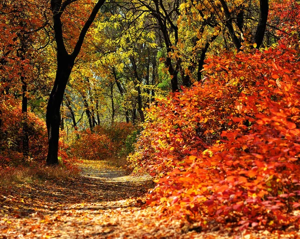 güneşli bir günde düşen sonbahar yaprakları bir parkta izi kaplı