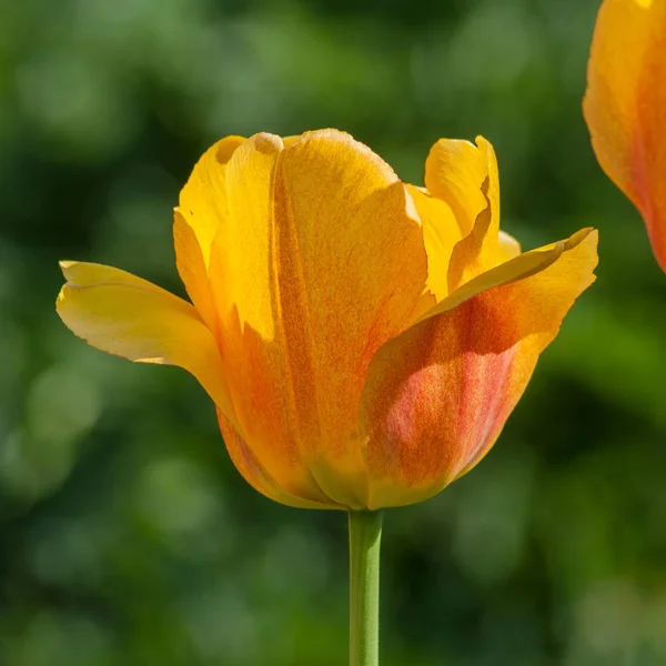 Fleur Tulipe Dans Fond Flou — Photo