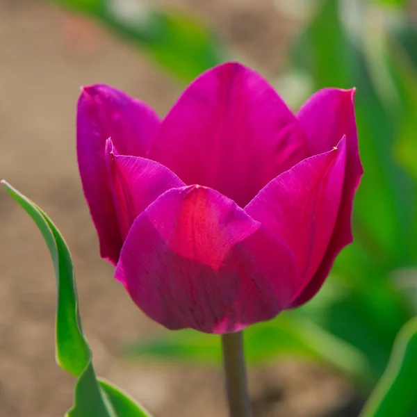 Tulpenblume Verschwommenen Hintergrund — Stockfoto