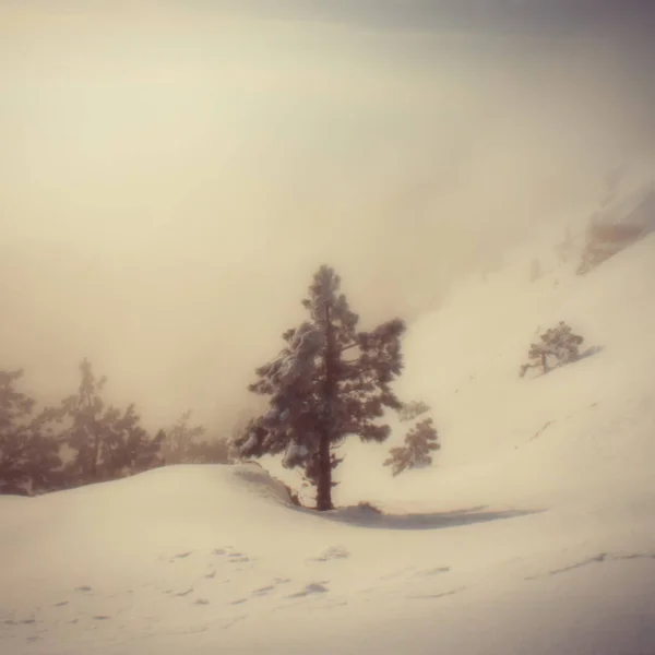 Sfondo Sfocato Paesaggio Pini Montagna Durante Una Nevicata — Foto Stock