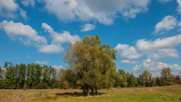 Φθινοπωρινό Τοπίο Δέντρα Λιβάδι Και Σύννεφα Ηλιόλουστη Μέρα — Φωτογραφία Αρχείου