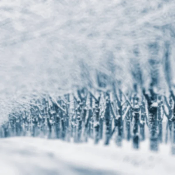 Blurred Background Trees Park Covered Snow — Stock Photo, Image