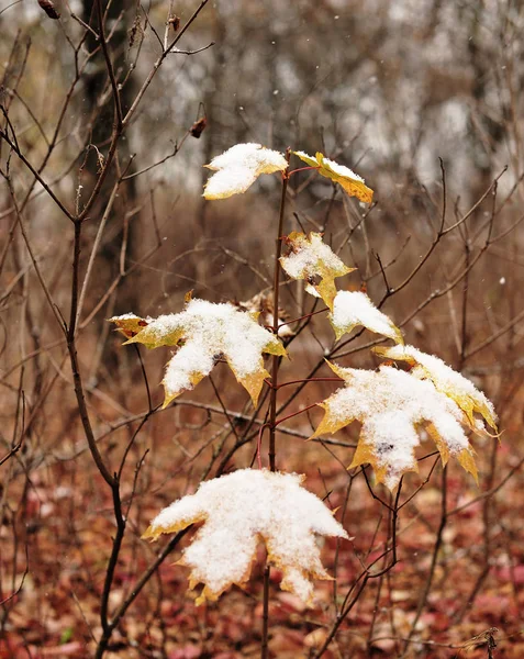 Веточки Растений Осенней Листвой Покрытой Снегом — стоковое фото