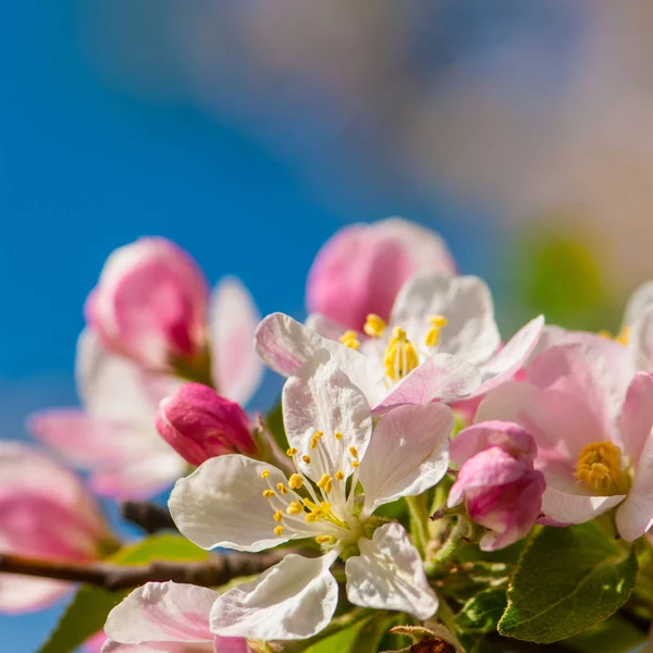 Květy Jabloní Proti Modré Obloze — Stock fotografie