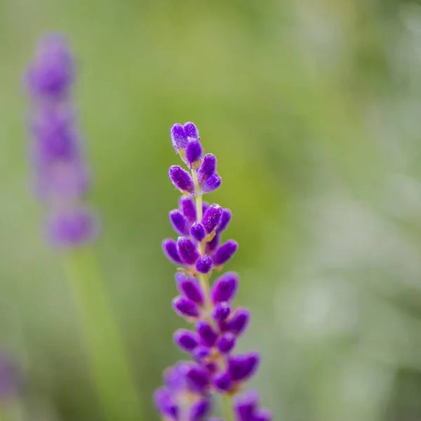 Flor Lavanda Sobre Fondo Borroso Día Soleado —  Fotos de Stock