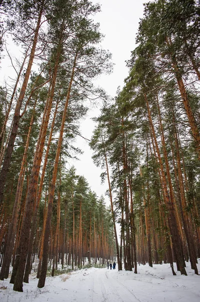 Люди Идут Дороге Сосновый Лес Зимний Пейзаж — стоковое фото