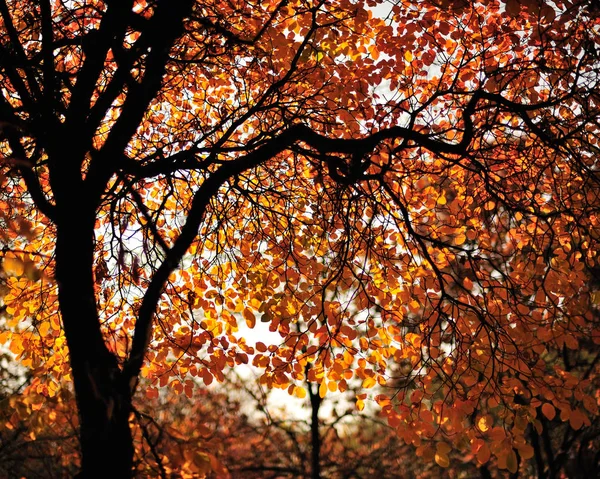 Ramos Árvores Com Folhagem Outono Parque — Fotografia de Stock