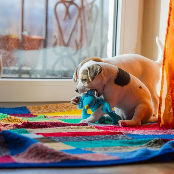 Terriër Pups Spelen Het Huis — Stockfoto
