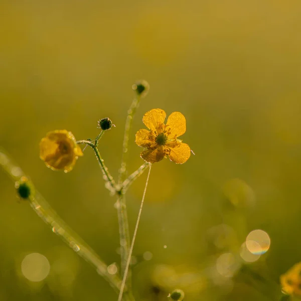 blooming flower covered with dew, spring season