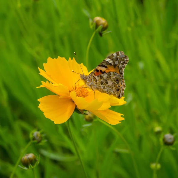 Papillon Sur Une Fleur Dans Parc Seson Printemps — Photo