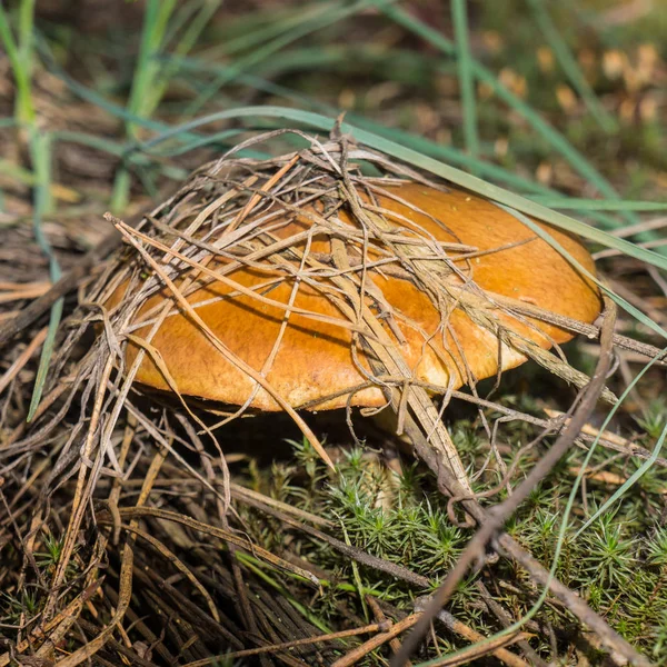 Cogumelos Boleto Recolhidos Floresta Pinheiros — Fotografia de Stock