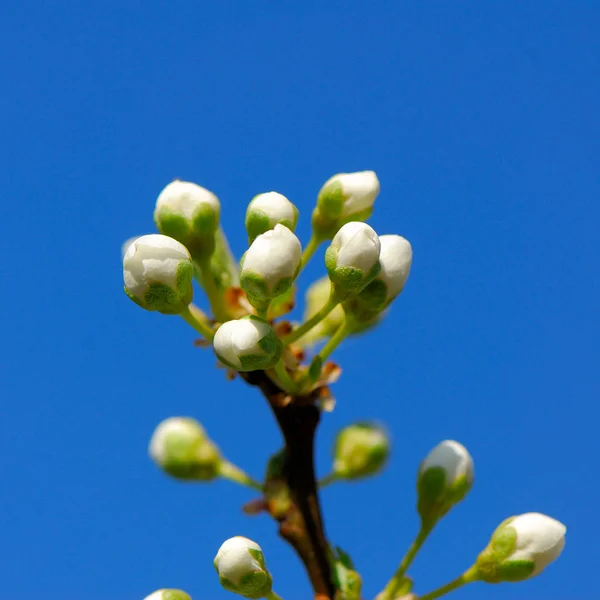 Květ Švestky Pozadí Modré Oblohy — Stock fotografie