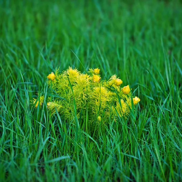 Adonis Tavaszi Virág Zöld Háttér — Stock Fotó