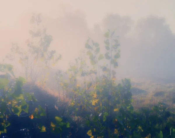 霧の中 明るい色調で背景をぼかした写真で木 — ストック写真
