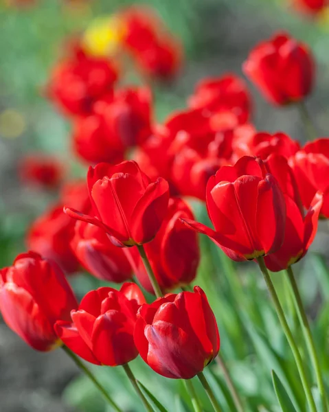 Tulpenblüten Aus Nächster Nähe — Stockfoto