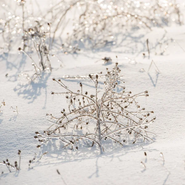 Planta Seca Cubierta Hielo Día Soleado — Foto de Stock