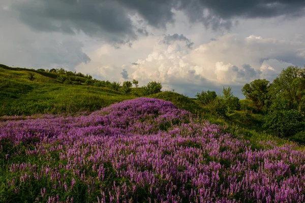blooming flowers on the hillside and rain clouds