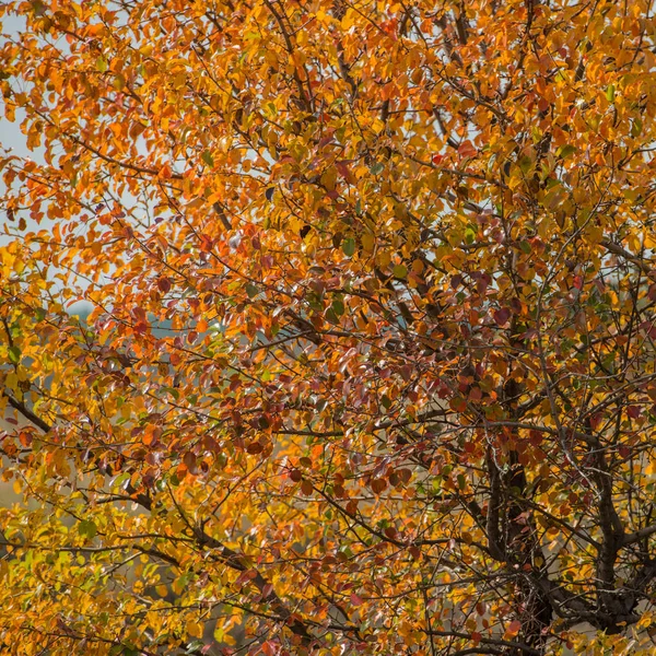 Autumn Trees Desert — Stock Photo, Image