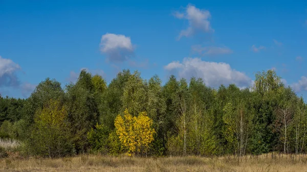 Осенний Лес Облака Сельской Местности — стоковое фото