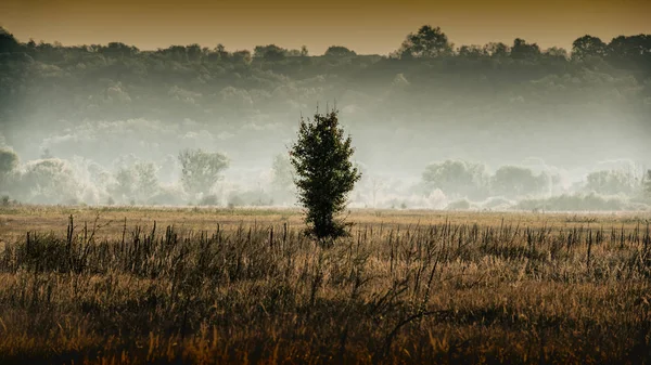 Αγροτικό Τοπίο Άγριας Αχλαδιάς Μια Ομίχλη Στο Φόντο Του Δάσους — Φωτογραφία Αρχείου