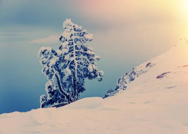 Lone Pine Tree Snön Fjällen — Stockfoto