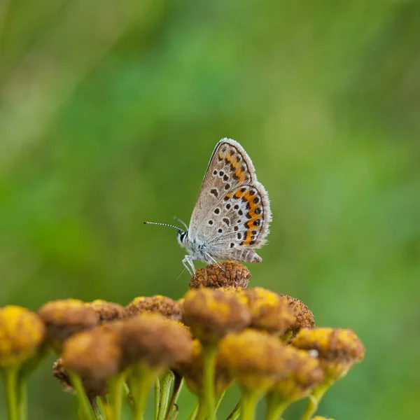 Papillon Assis Sur Une Fleur Dans Fond Flou — Photo