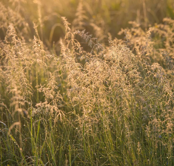 Wiese Gras Mit Tau Bedeckt Mai — Stockfoto