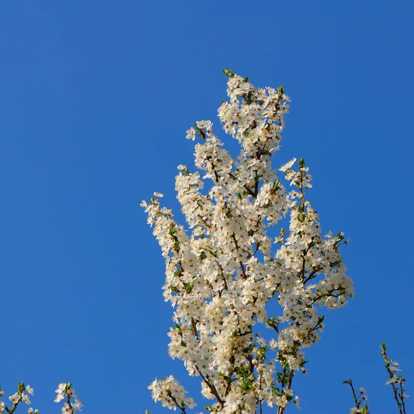 Fleurs Prunes Sur Fond Ciel Bleu — Photo