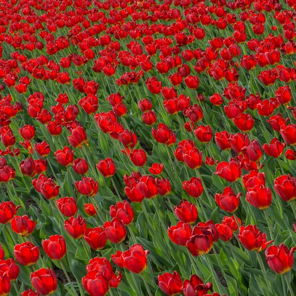 Flowerbed üzerinde çiçek açan laleler