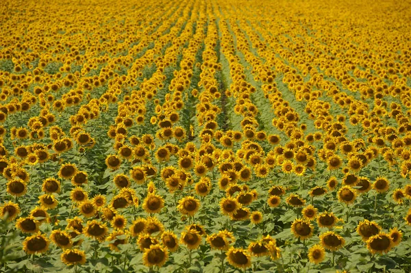 Field Blooming Sunflowers Summer Ukraine — Stock Photo, Image