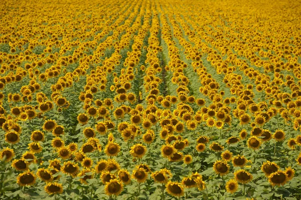 Gebied Van Bloeiende Zonnebloemen Zomer Oekraïne — Stockfoto